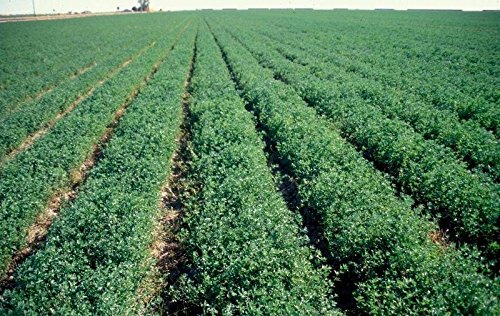 Seedscare Alfa Alfa, Rijka 50gm Seeds Pack (B01FAMMO8I) Amazon Price History, Amazon Price Tracker