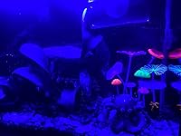 Review Image by Shelly Northern