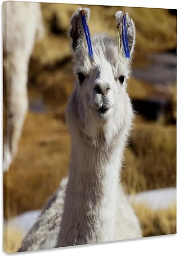 3dRose Argentina, Santa Rosa de los Pastos Grandes, llama - SA01 JRI0222 - Jutta Riegel Museum Grade Canvas Wrap 8x10