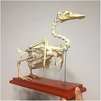 【モグラさま専用】ヒミズ　骨格標本頭骨と剥製 モグラさま専用】ヒミズ 骨格標本頭骨と剥製 モグラさま専用