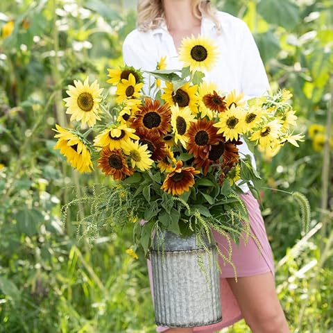 Eden Brothers Sunny Flower Mixed Seeds for Planting, 1 lb, 480,000+ Seeds with Ox-Eye, Maximilian, Dwarf Sunspot Sunflower | Attracts Pollinators, Plant in Spring, Zones 3, 4, 5, 6, 7, 8, 9, 10 Cover