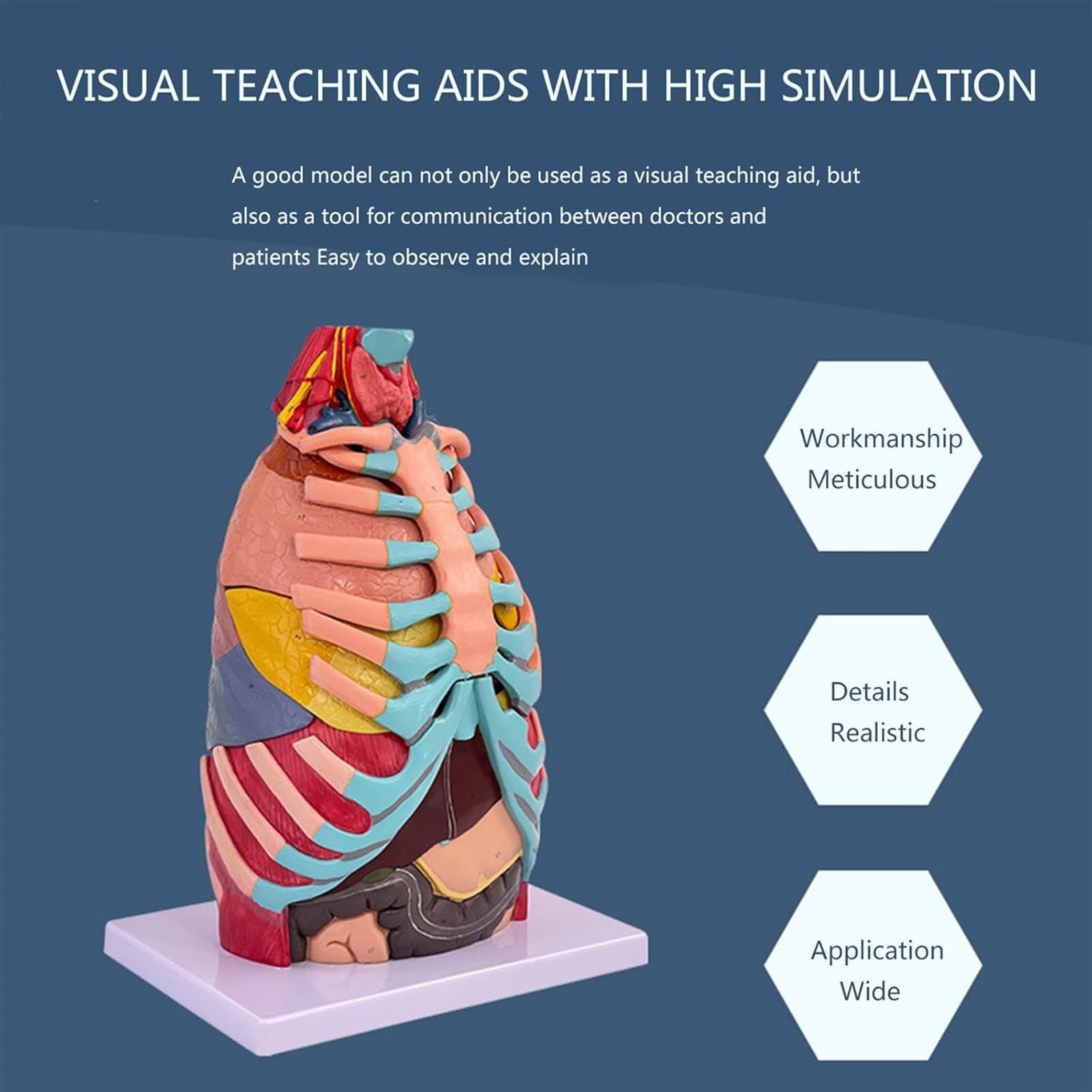 Model wewnętrznych narządów ludzkich - model anatomiczny w rzeczywistej wielkości klatki piersiowej, z odczepianym sercem, wątrobą i płucami, materiał PVC - do nauki lub nauczania