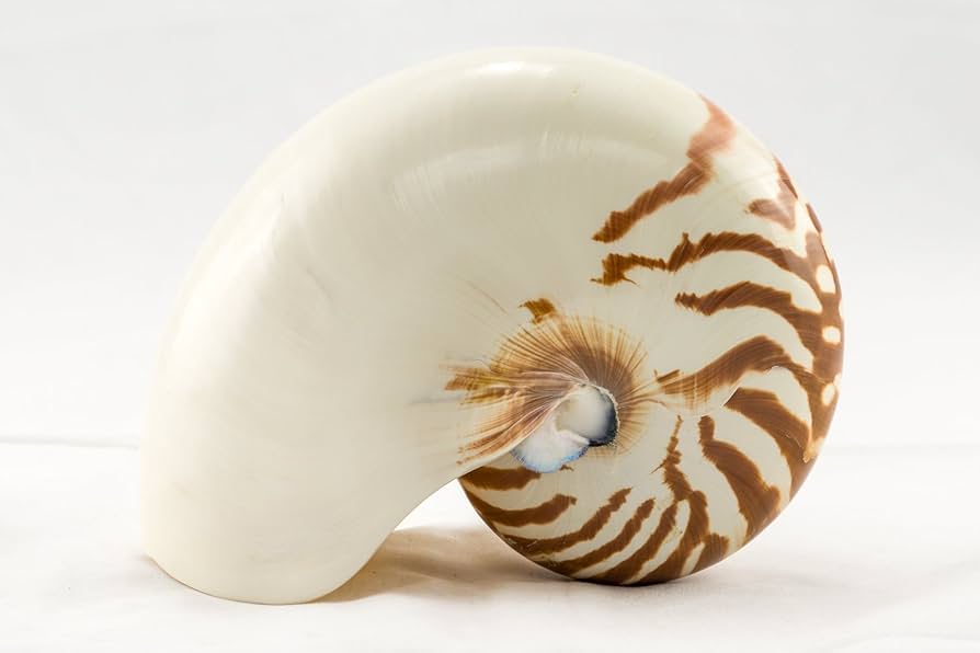 貝殻　小物入れ　STONE MILL DESIGNS SANTA CRUZ Amazon.co.jp: Nautilus Shell |ナチュラルChambered Nautilus