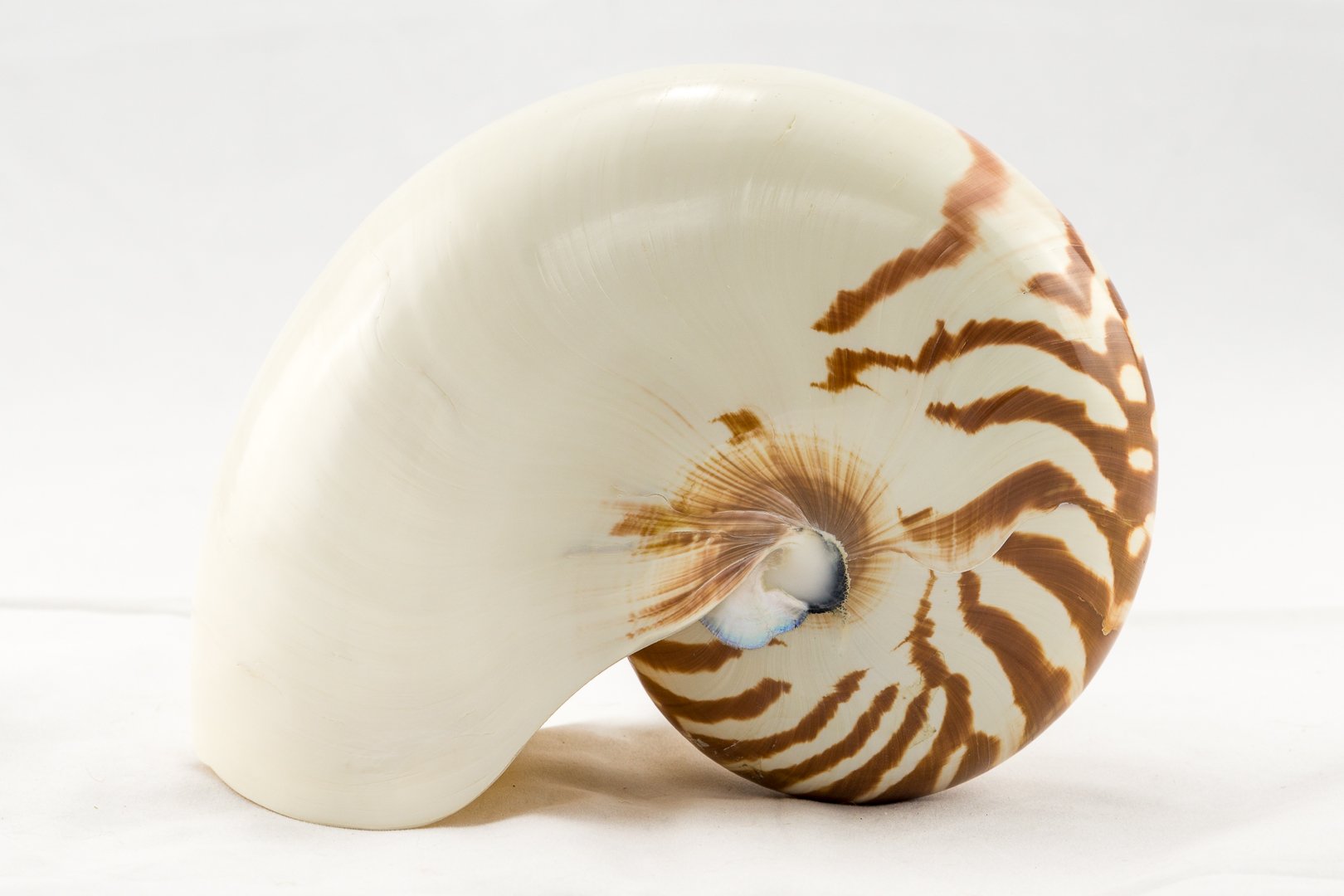  Nautilus collection 貝殻 小物入れ imgrc0067779370.jpg