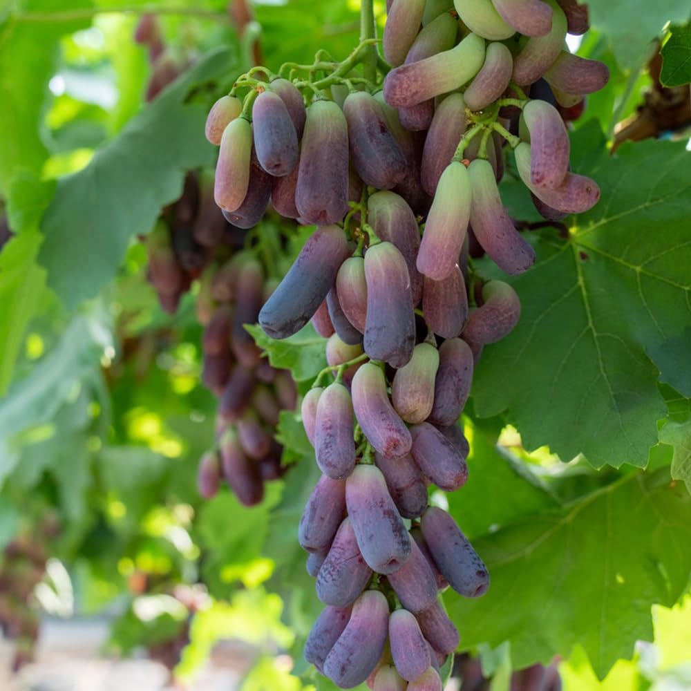 5Rhizome/Traubenwurzel trauben weintrauben Leicht zu züchten obstpflanzen