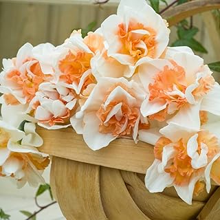 Daffodil Hardy Garden Bulbs, Spring Flowering with White and Peach Flowers, Ideal for Garden Borders & Patios, 10 x Daffodil (Narcissus) Replete Improved Bulbs by Thompson & Morgan