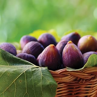 Fig Garden Hardy Fruit Tree Self-Fertile Plan...,
