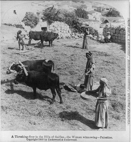HistoricalFindings Photo: Threshing Floor,Hills of Galilee,Women Winnowing Palestine,c1900,Oxen,Mats