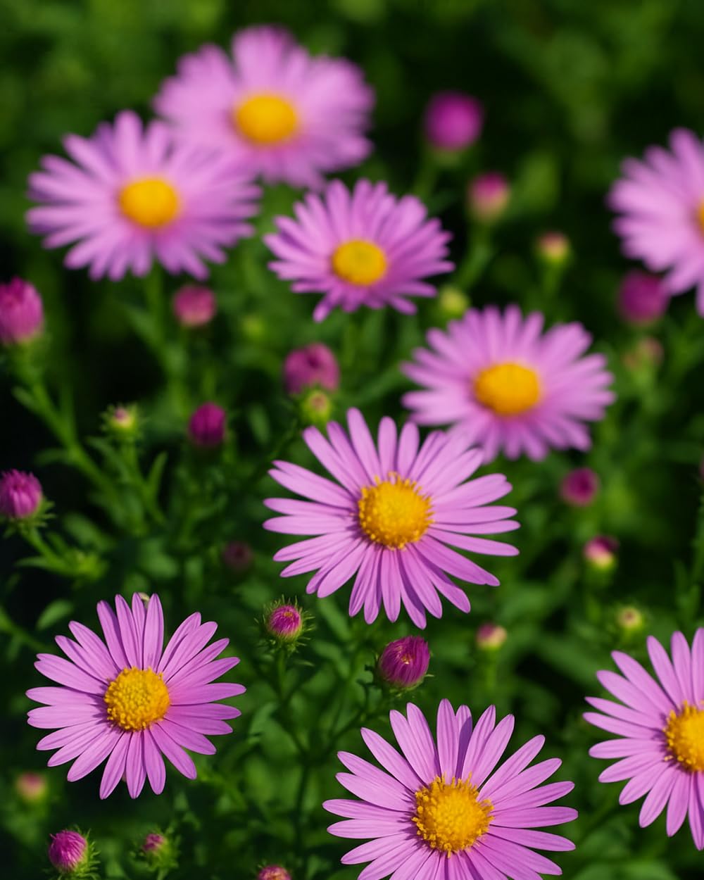 Perennial Farm Aster Woods Pink