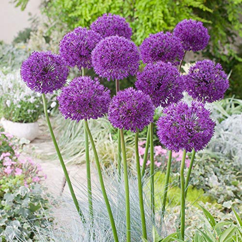 20 Purple Sensation Allium Bulbs-4-6 Inch Flower