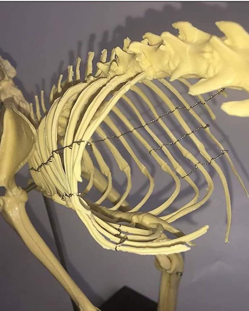 Amazon.co.jp: 猫の骨格解剖モデル 解剖学的な猫の骨 骨格標本 解剖