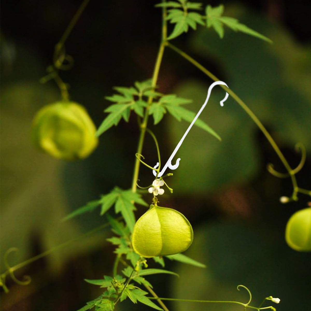 NUOBESTY Crochets D’Attache pour Plantes de Tomate en Nylon Blanc, Serrage Tomate de Jardin, Fournitures pour Plantes Suspendues 850 Pièces