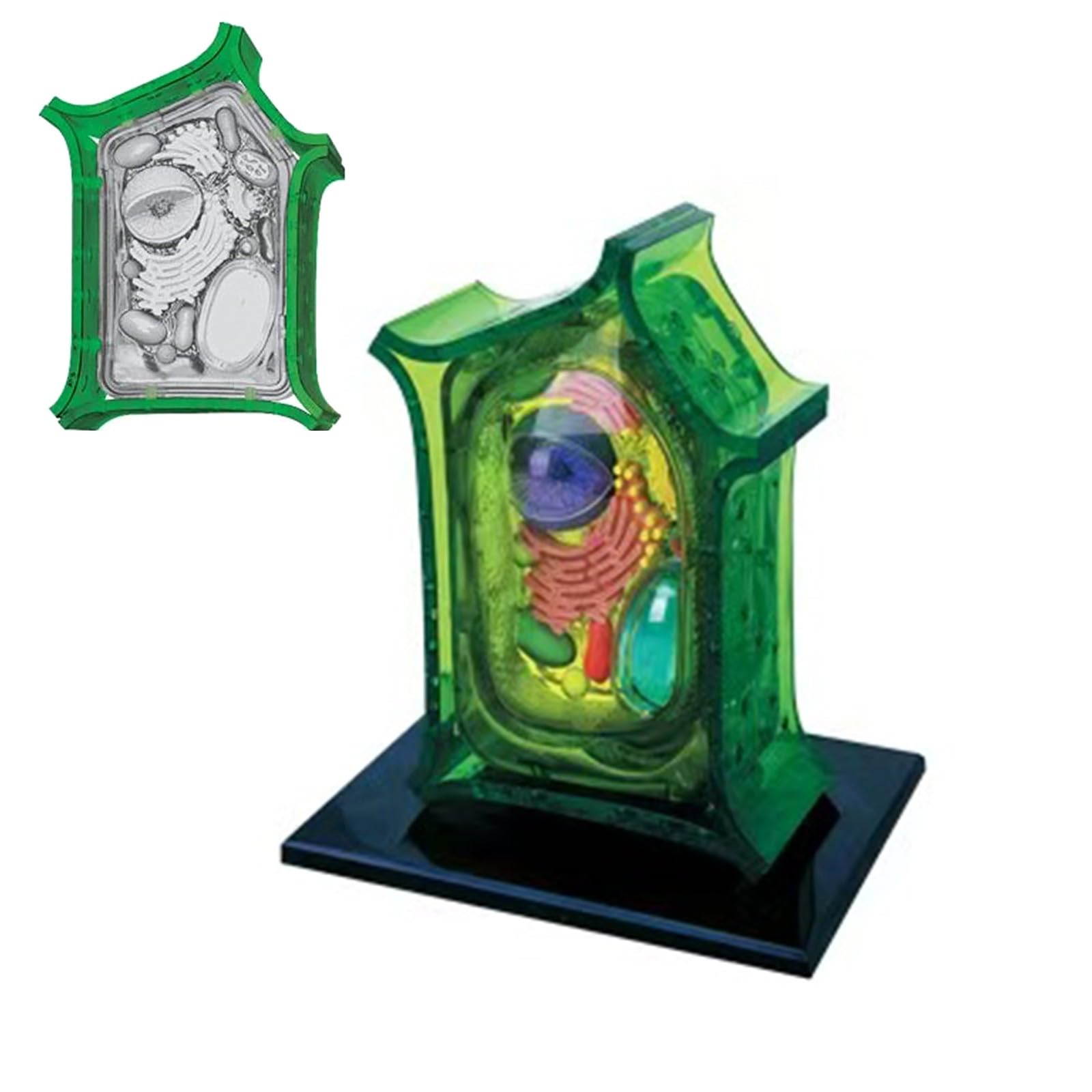 Modello Anatomico di Cellula Vegetale Staccabile 4D, Modello di Cellula Scientifica in 26 Parti, Kit di Modelli di Cellule Vegetali per Insegnamento di Microbiologia