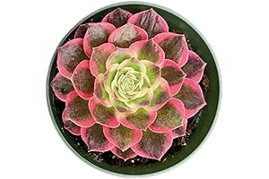 Unique 4" Dark Sea Aeonium - Rare Succulents for Gardening