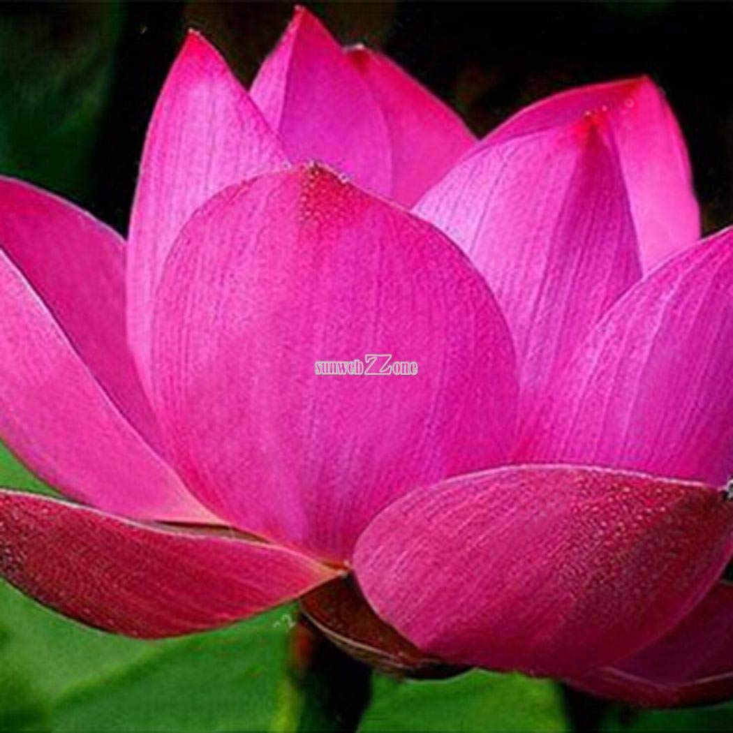 Portal Cool 10: 10 Pz Ciotola Semi di Loto Giglio d'Acqua Lotus Gardern Balcone Decor Rr6 02