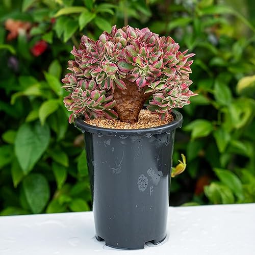 Miniatura 4 de Plantas suculentas raras de Aeonium 'Canlan Crest' de 6 pulgadas para regalo de boda, caja de regalo de jardinería, regalo para entusiastas de las