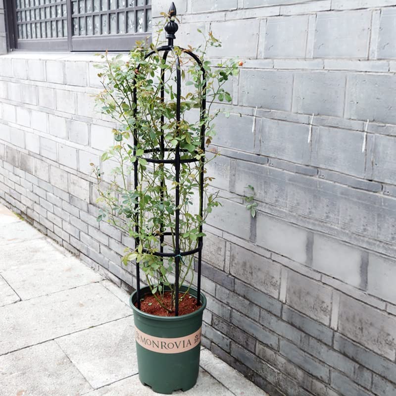 Treillis Obélisque Métal 174 Cm - Support Pour Plantes Grimpantes (Clématite, Vigne, Concombre)