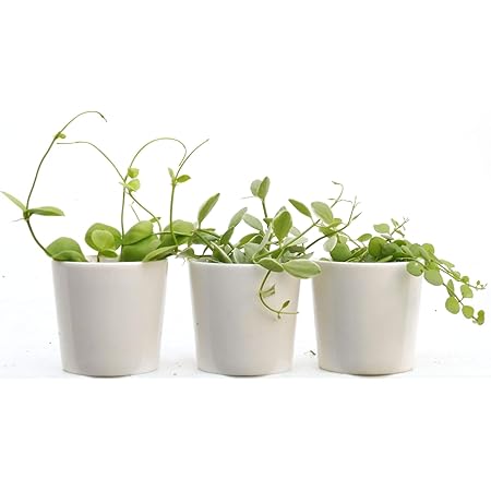 Amazon 陶器２寸ミニ観葉ディスキディア３種セット 観葉植物 オンライン通販