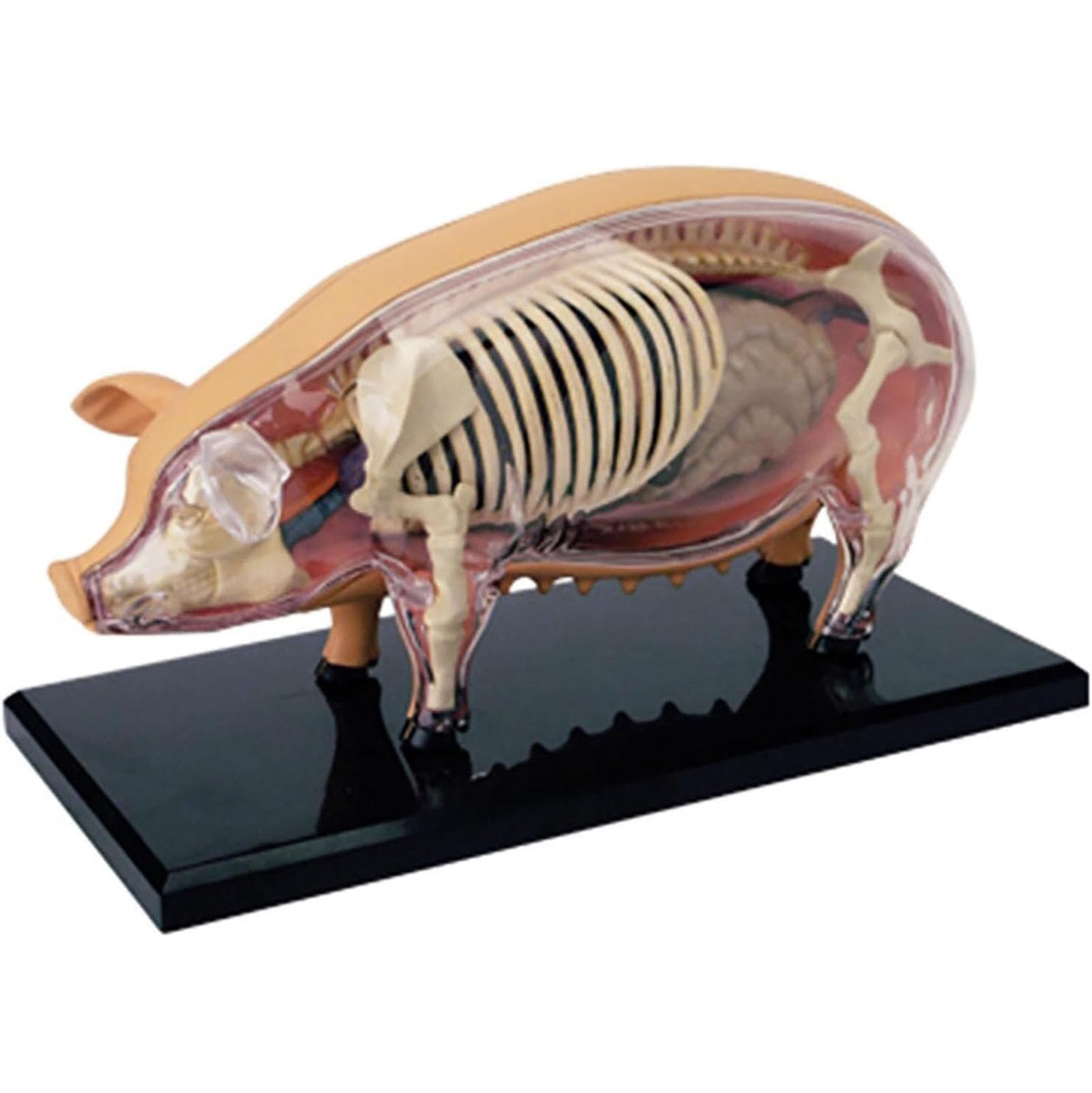 Model anatomiczny świni 4D, model szkieletu, model anatomiczny, odłączany model zwierzęcy z 19 organami i częściami ciała – model dydaktyczny do nauczania i nauki