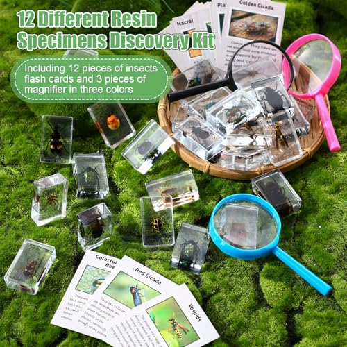 Image of GlikCeil 12 Pcs Insect in Resin Specimen Bugs Discovery Kit Collection Paperweight Bug with Information Flash Cards Preserved in Resin with 10x Magnifier for Scientific Educational Display Supplies