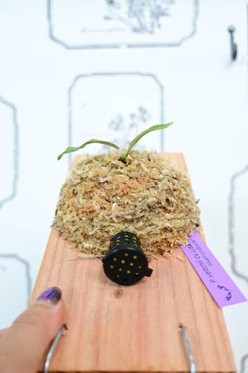 Amazon.co.jp: P.veitchii cv.Lisa(Compact Form) spored③ ＠ビカ森