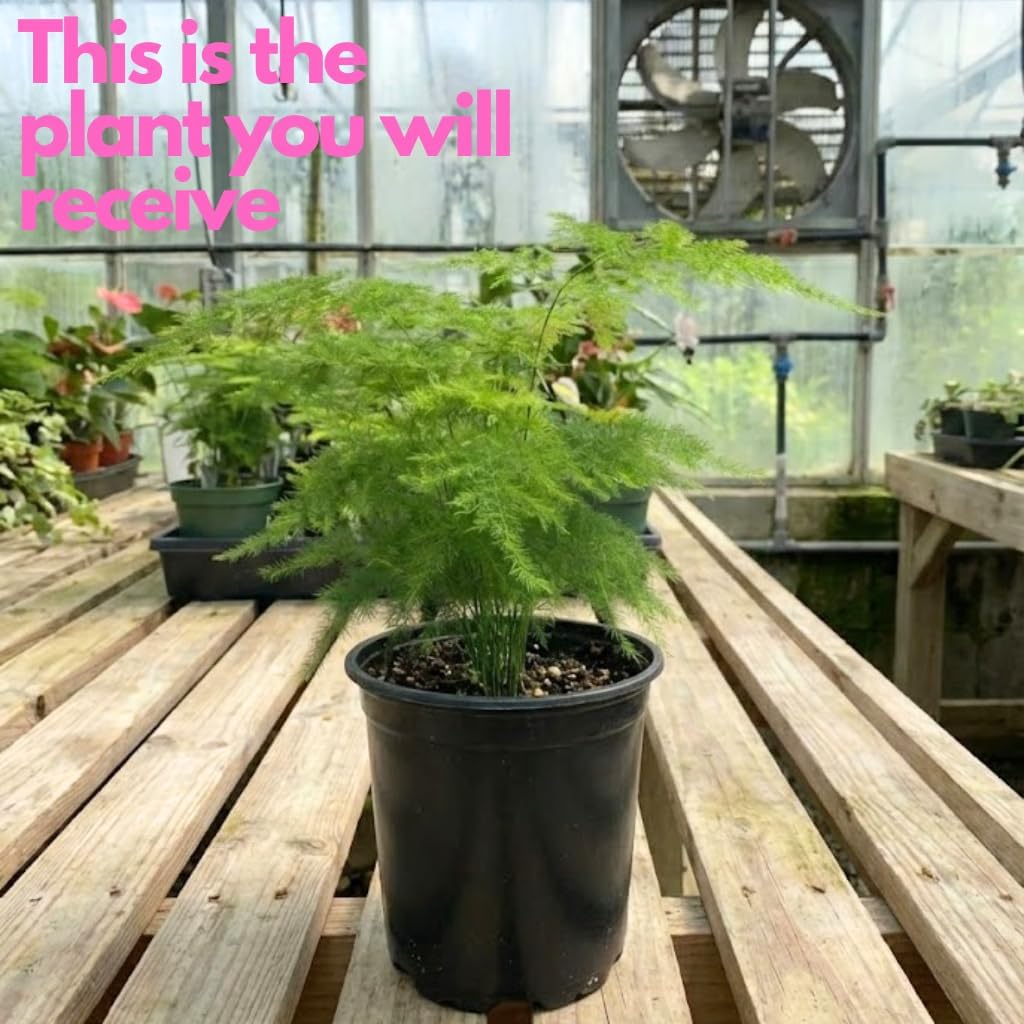Asparagus Fern Live Plants in 4’’ Inch Pot | Soft Feathery Asparagus Setaceus | Easy-Care Indoor Houseplant for Home & Office Décor
