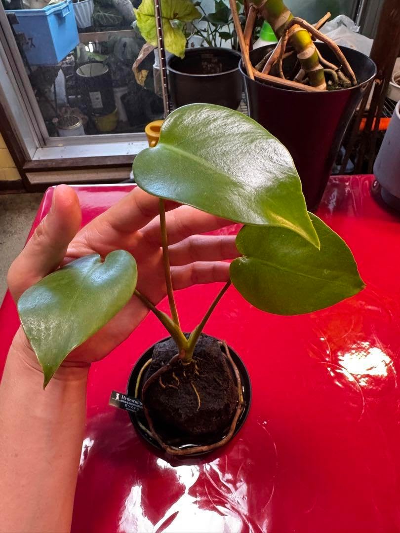 希少 本物 モンステラ デリシオーサ グリーン オン グリーン
