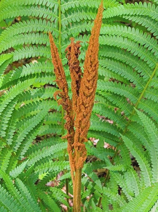 20 Cinnamon Fern Rhizomes - Shade Perennial Fern Roots - Osmundastrum cinnamomeum - (20 Pack)