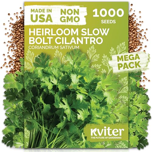 KVITER 1000 Slow Bolt Cilantro Seeds (Coriandrum sativum) - Cilantro Seed Slow to Bolt Coriander Seed Aromatic Leaves - Herb Seeds for Planting in Outdoor & Indoor Garden