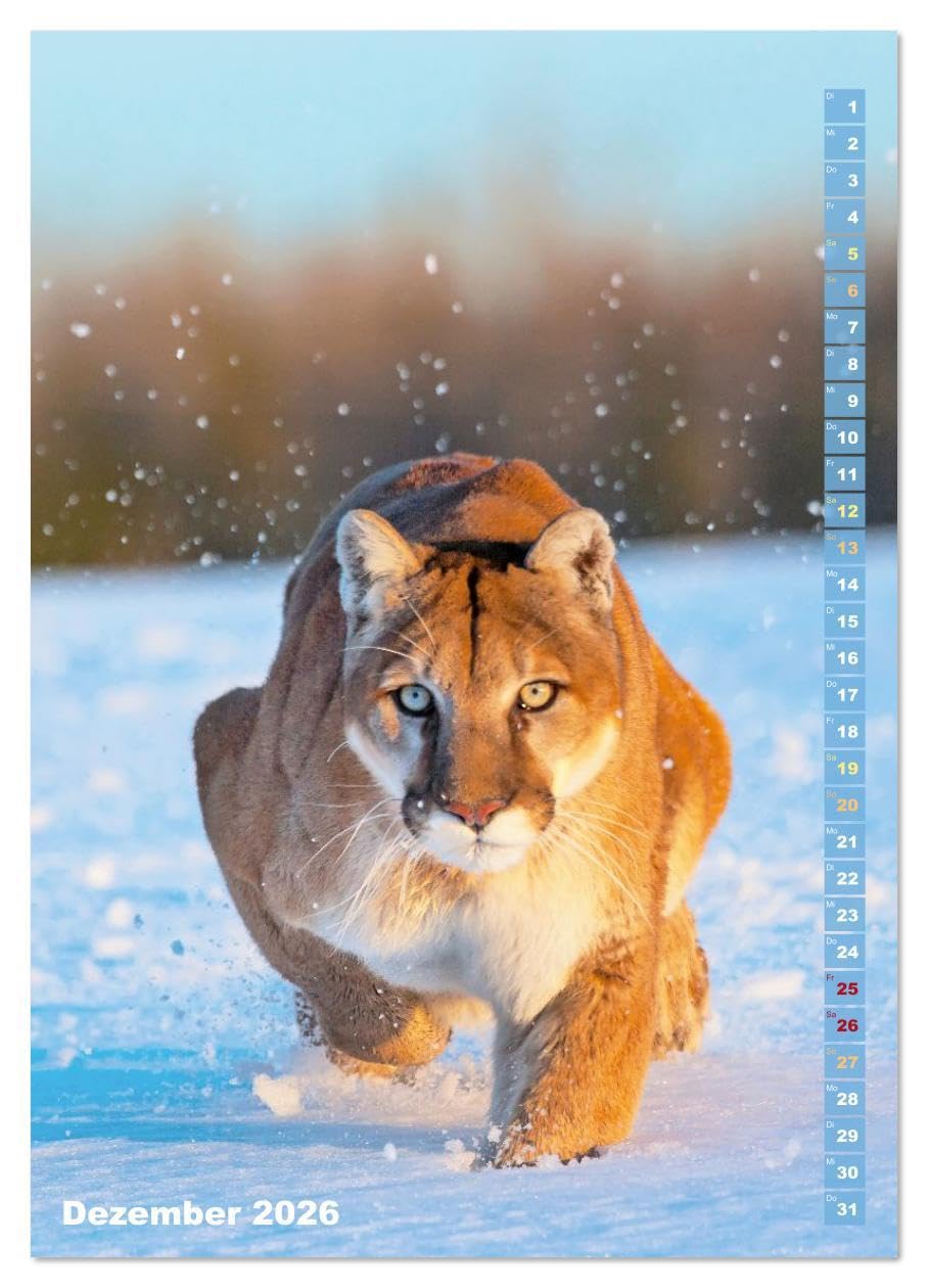 Raubkatzen: Die Jäger auf leisen Pfoten (hochwertiger Premium Wandkalender 2026 DIN A2 hoch), Kunstdruck in Hochglanz: Sprungkraft, Eleganz und Schönheit: Jaguar, Löwe und Tiger (CALVENDO Tiere)