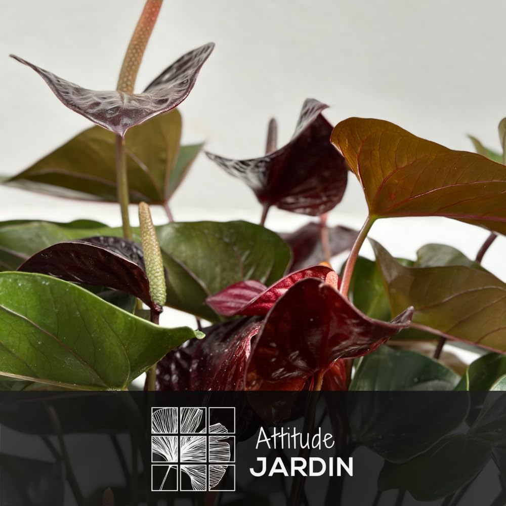 Attitude Jardin - Anthurium black - plante d'intérieur - 60-70 cm - ⌀ 17 cm - plante fleurie
