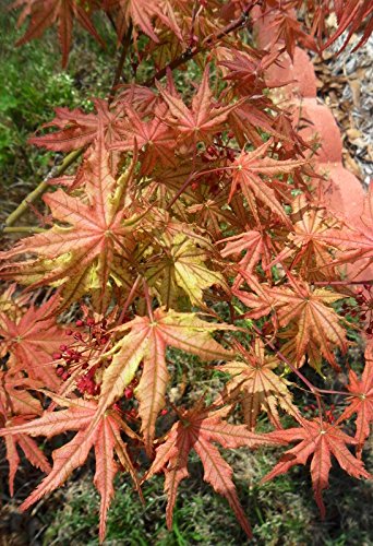 Peaches And Cream Japanese Maple - Acer Palmatum Peaches And Cream 2 - Year Live Plant #TOP7