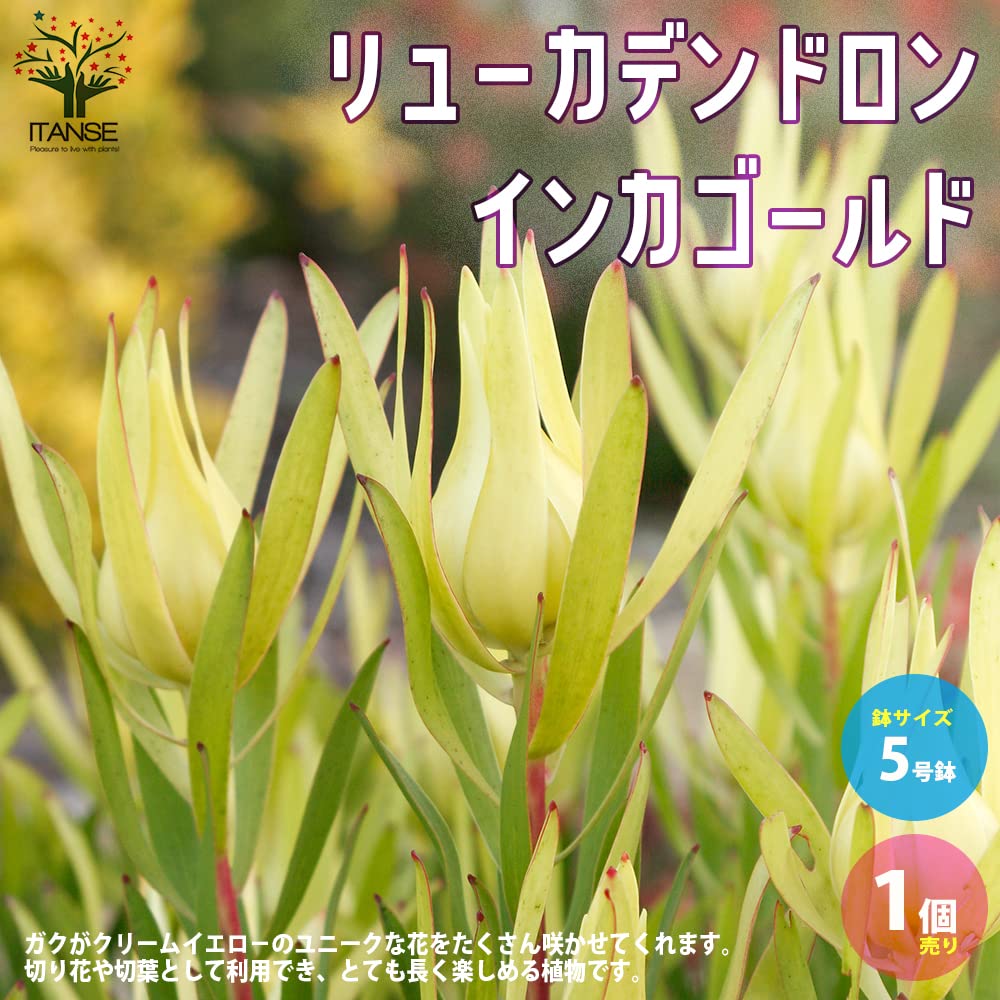 リューカデンドロングクラ　希少！1 han03642_r03.jpg