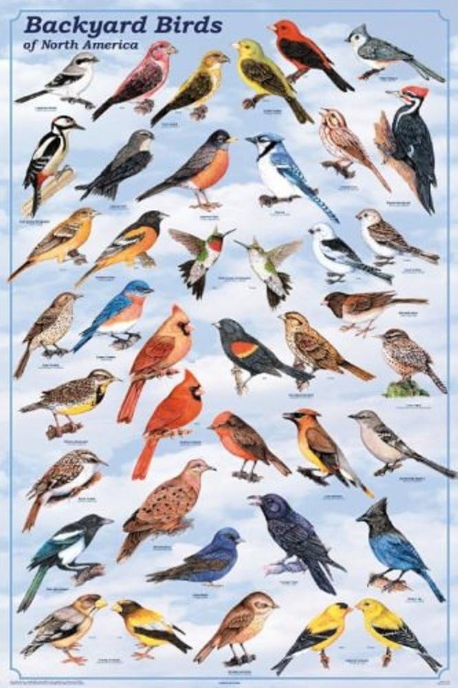 Picture PeddlerBackyard Birds Educational Science Reference Chart Print Poster 24x36 24x36 Laminated Print XXX-A201F-LAM