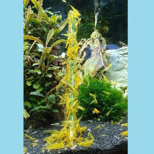 Shrimp-Lollies Super-Mix (11x1 Lollie = 11 Stück)