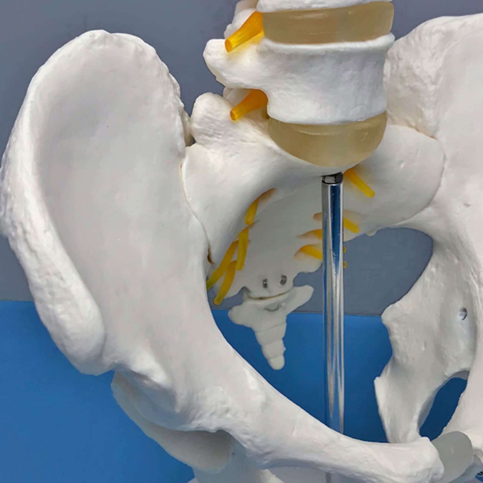 Modèle Squelettique De La Colonne Lombaire, Modèle De Vertèbres Lombaires À Cinq Sections De La Ceinture Pelvienne Matériau En PVC Anatomie Humaine Squelette Modèles Médicaux Matériel Éducatif