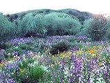 California Wildflower Mix 1,000+ Seeds