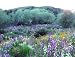 California Wildflower Mix 1,000+ Seeds