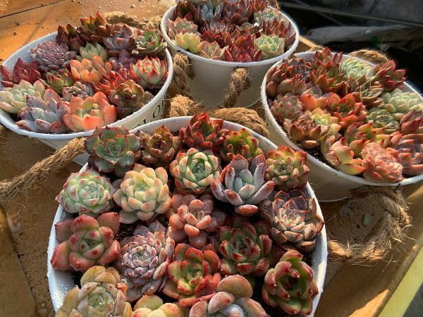 Amazon.co.jp: 多肉植物 エケベリア 寄せ植え用（ミニサイズ）15個+3