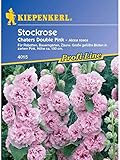  Kiepenkerl Alcea rosea Chaters Double Pink