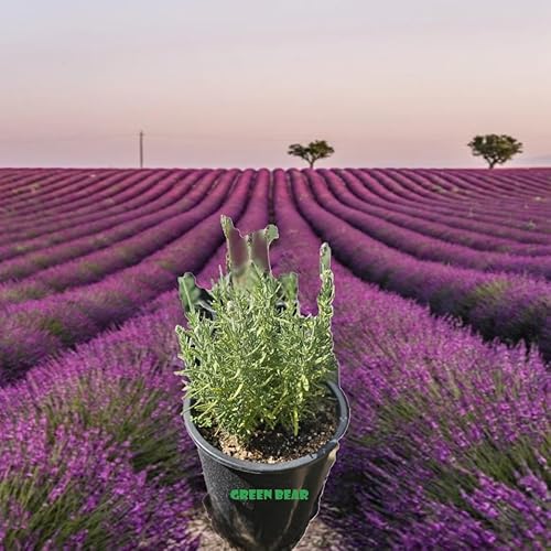 French Lavender Plant, Lavandula Dentata Shrub, Live Potted Plant, Full