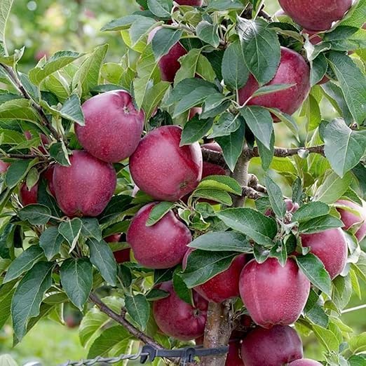 Original Variety HRMN-99 Apple Plant Hybrid Grafted Live Plant For Hot Climate/Hot Weather-From Shimla-Himachal Pradesh All India Weather for Your Garden | Pack of 1 Plant.