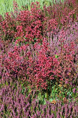 Mineraldnger fr Moorbeetpflanzen Dngemittel Dnger Blumen-  Pflanzendnger 3kg : Amazon.de: Garten