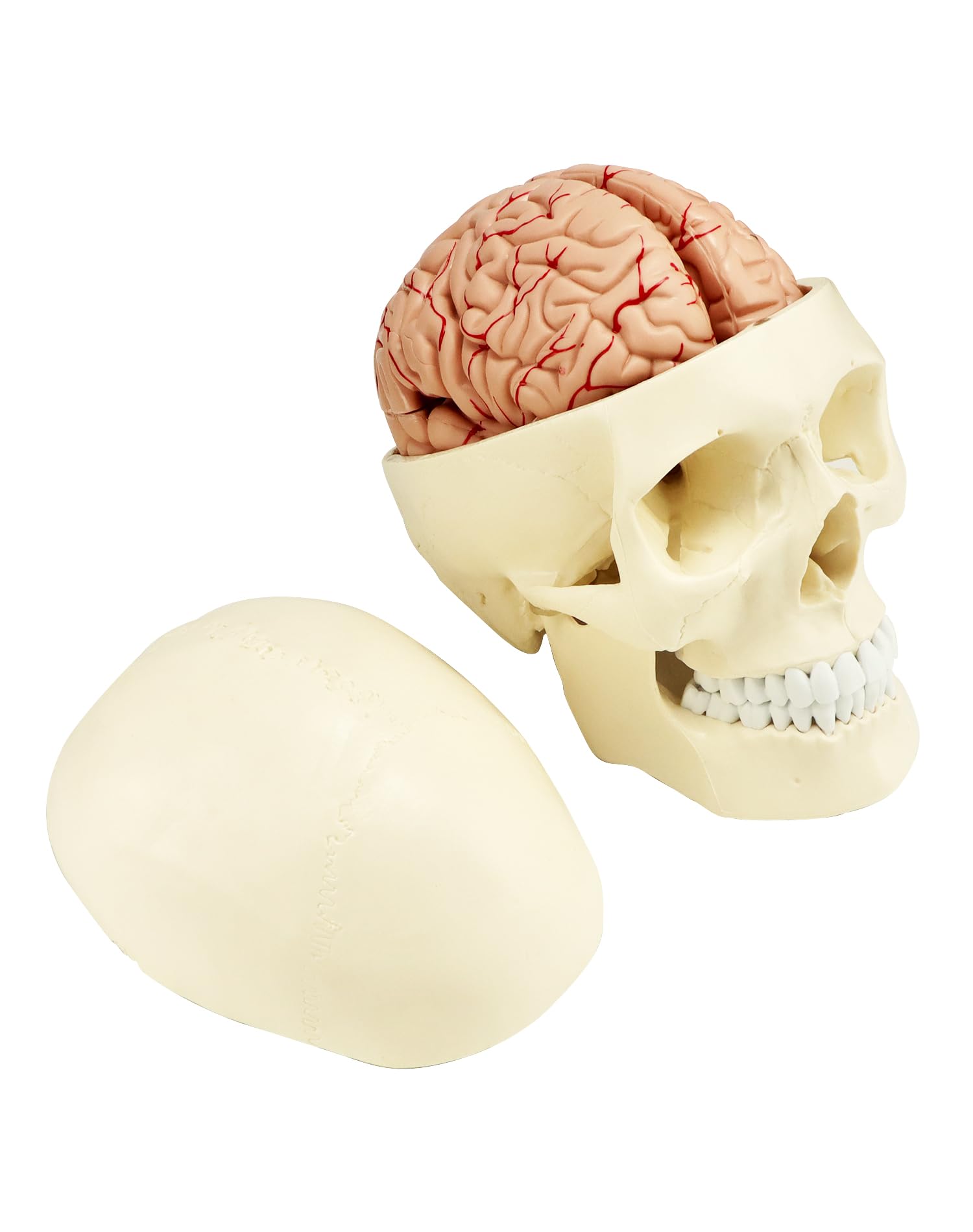 QWORK® Modèle de crâne anatomique en 3 parties - Modèle de cerveau en 8 parties avec chiffres - 1:1 taille réelle
