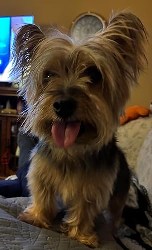 3PCS Pet Grooming Rake & Metal Comb & Flea Comb for — alternate angle