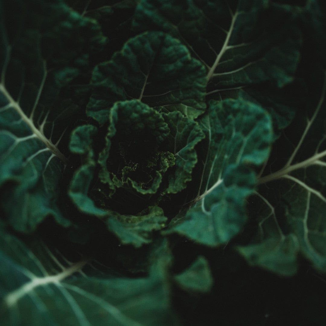 Amazon.com : Morris Heading Collards - 100 Seeds - Tender