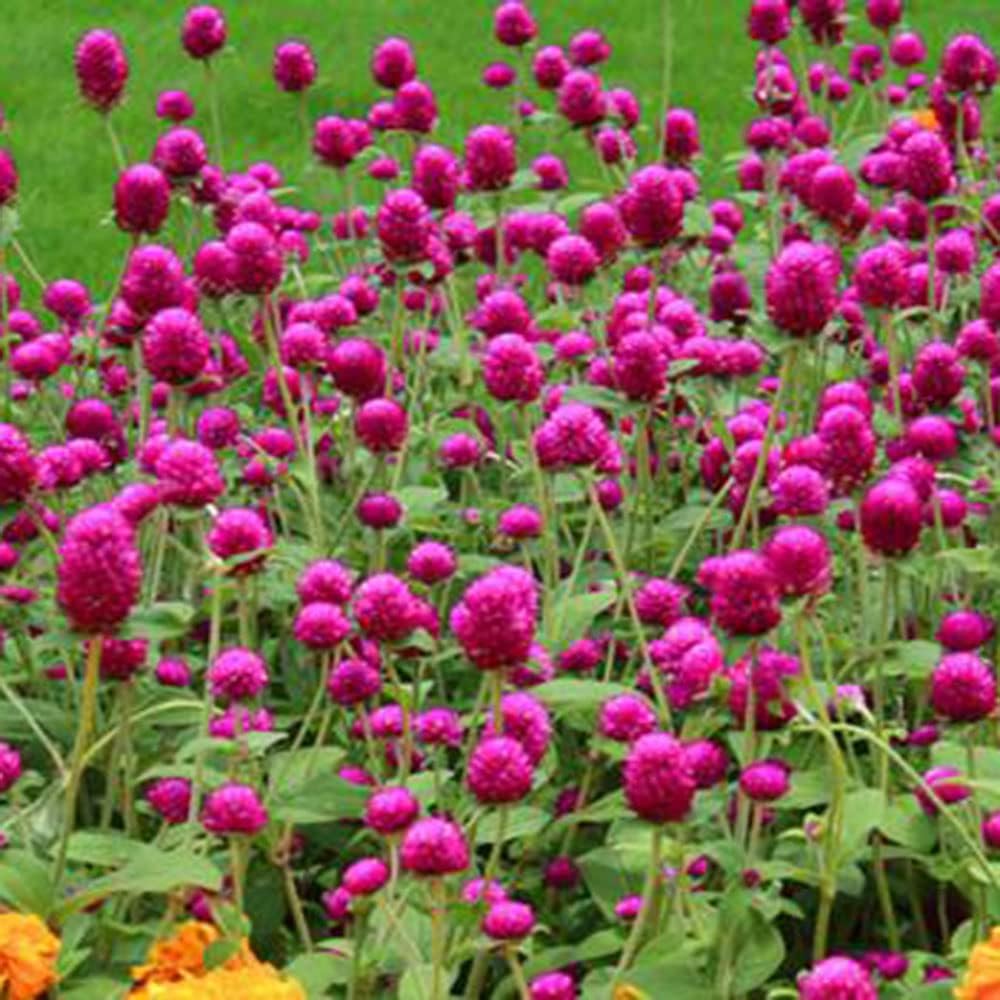 500 trommelstöckchen samen blumenwiese schmetterlingsgarten balkon
