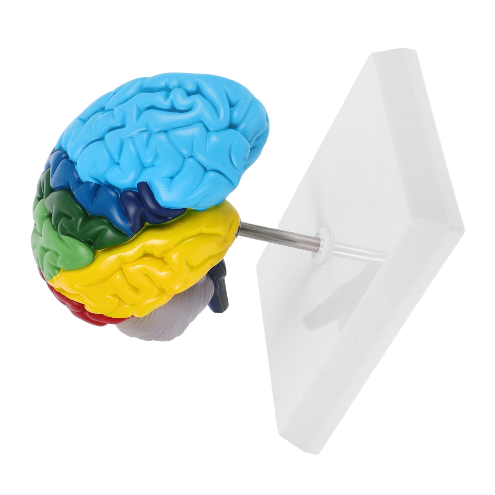 Pvc Modello Anatomico Cervello Umano 1: 1 per Studio Medico