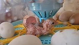 Review Image by Rose C Rose C