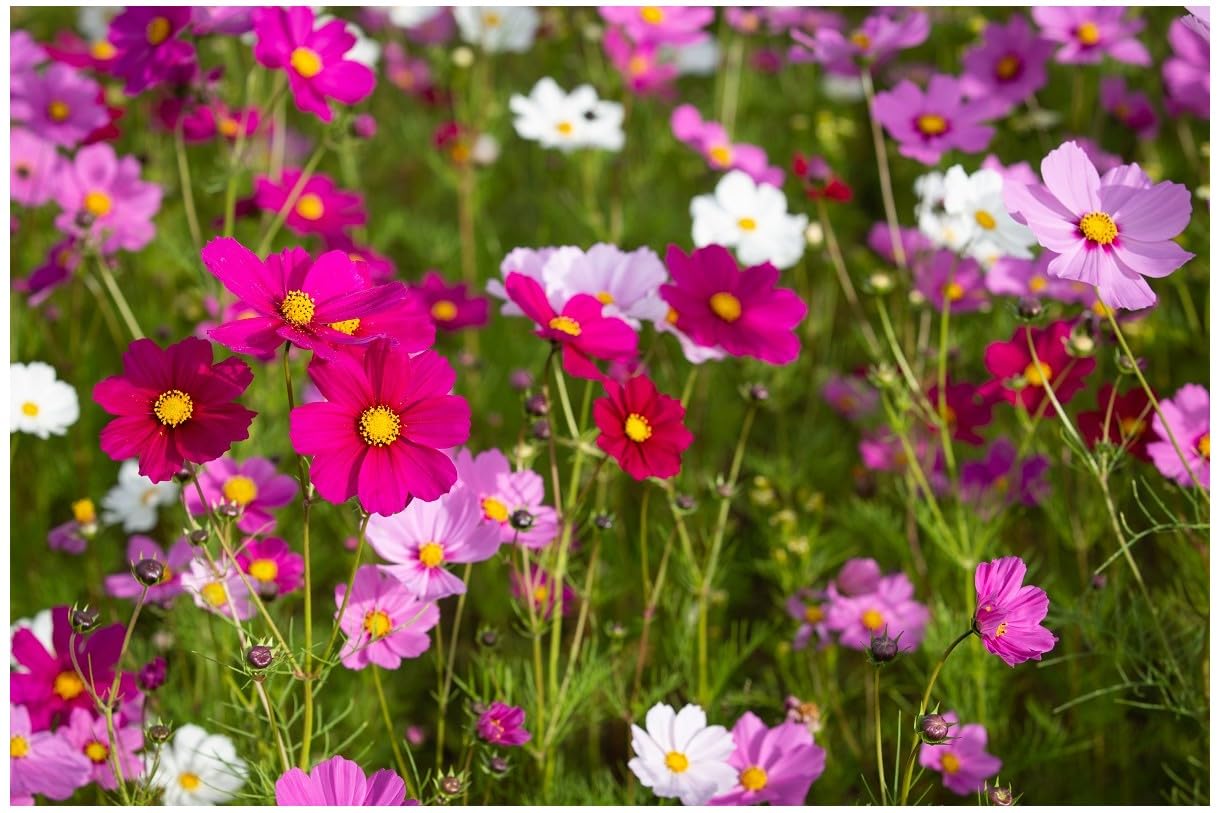 PREMIER SEEDS DIRECT - Cosmos - Sensation Mix - 400 Flower Seeds